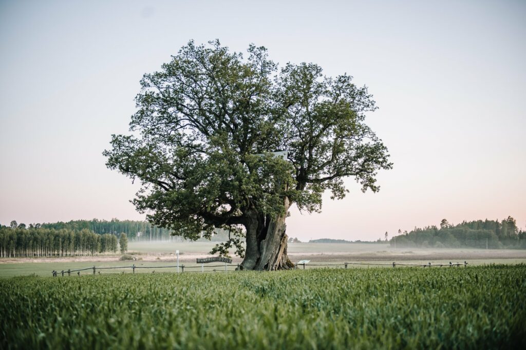 Kaņepju ozols