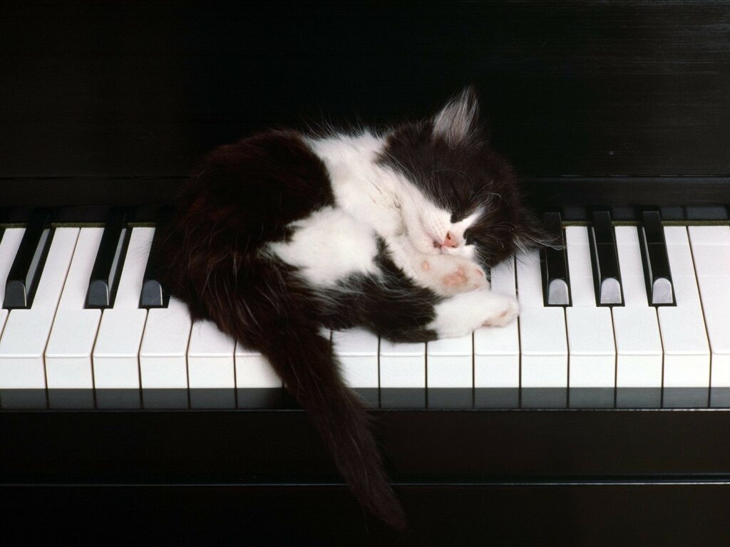 Kaķis uz klavierēm