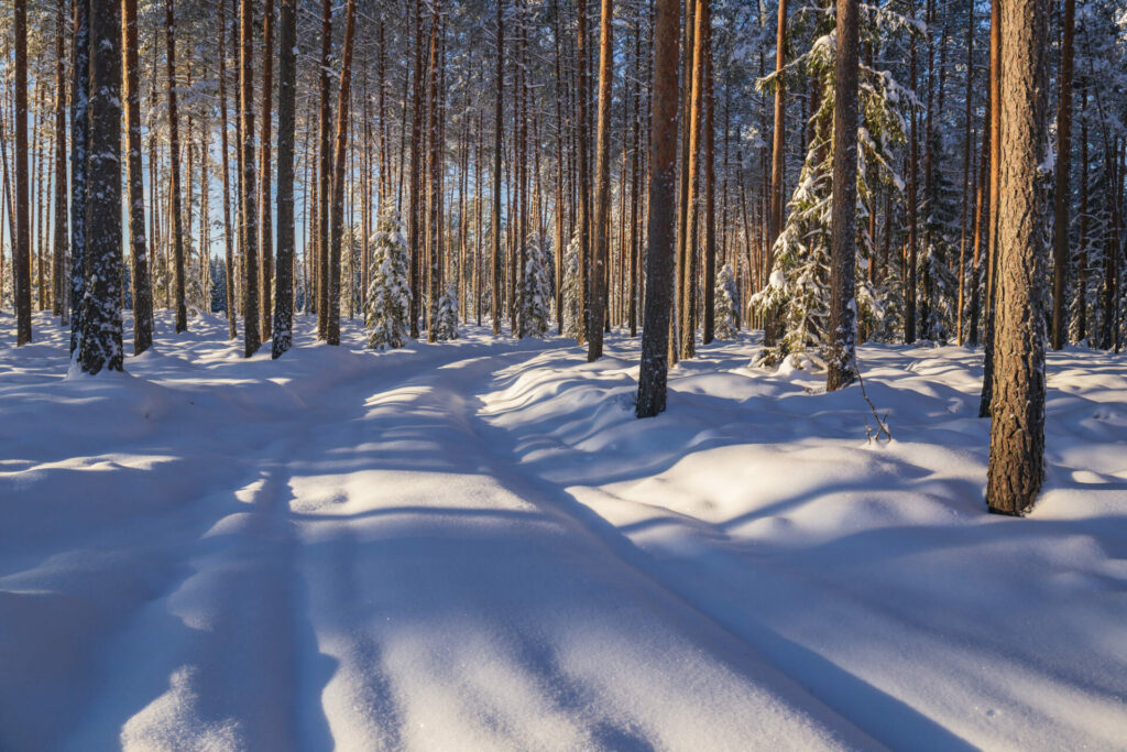 Mežs ziemā. Foto autors Vladimir Brjunin