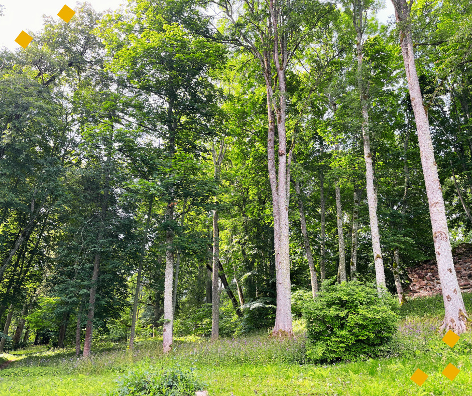 Burtnieku muižas parks