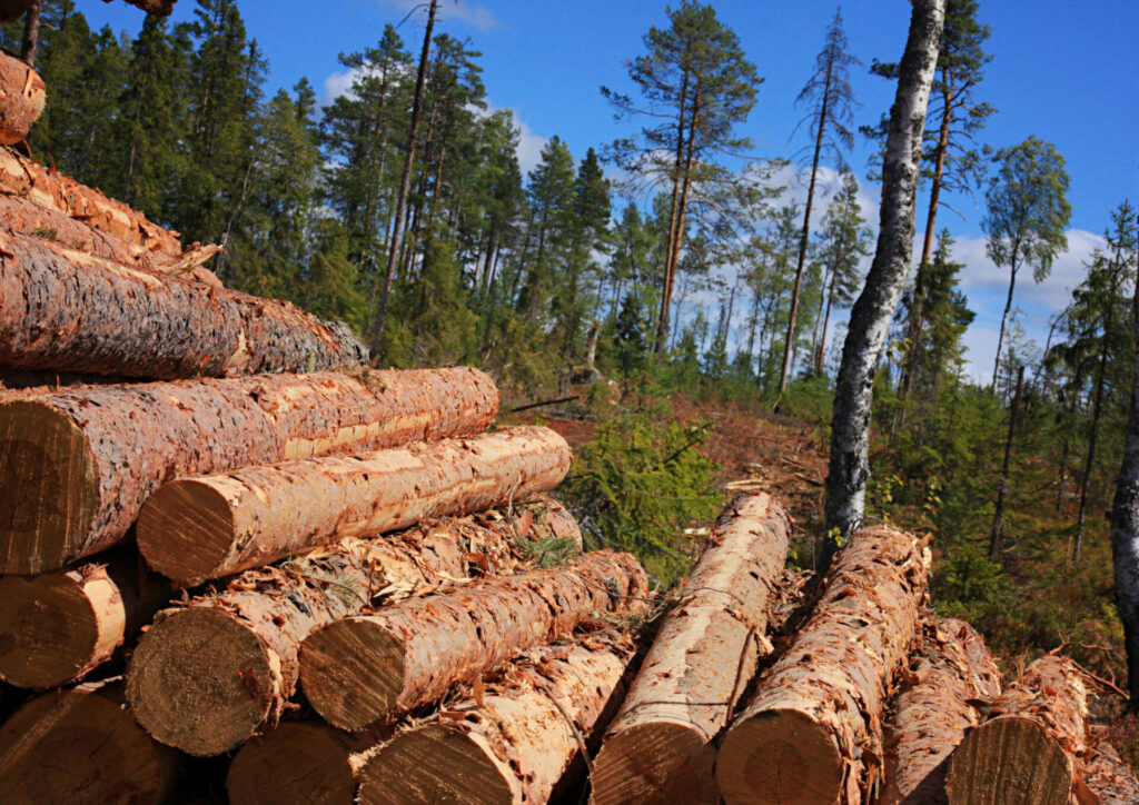 Lai nodrošinātu kvalitatīvas un savlaicīgas kokmateriālu piegādes klientiem, AS “Latvijas valsts meži” (LVM) izsludinājusi atklātu konkursu “Kokmateriālu ar garumu līdz 16 metriem pārvadājumu pakalpojumu sniegšana 2023.–2025. gadā, slēdzot vispārīgo vienošanos”.