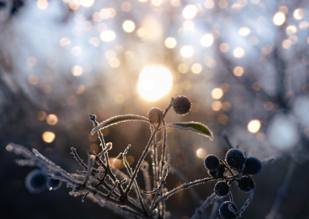 No 5. decembra līdz 31. janvārim pie Naukšēnu Cilvēkmuzeja būs apskatāma vides izstāde "Ziemas saulgrieži".