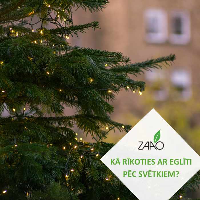Kā rīkoties ar eglīti pēc svētkiem?