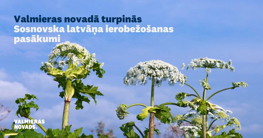 Valmieras novadā turpinās Sosnovska latvāņa ierobežošanas pasākumi