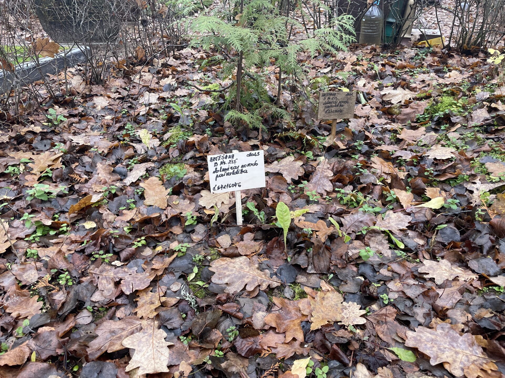 Aktēta kapavieta