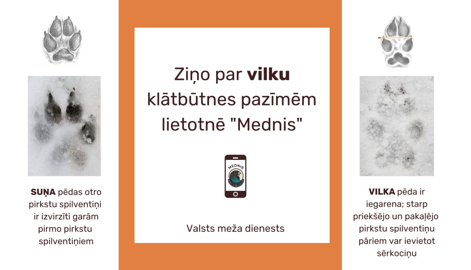 Ziņo par vilku klātbūtnes pazīmēm lietotnē 