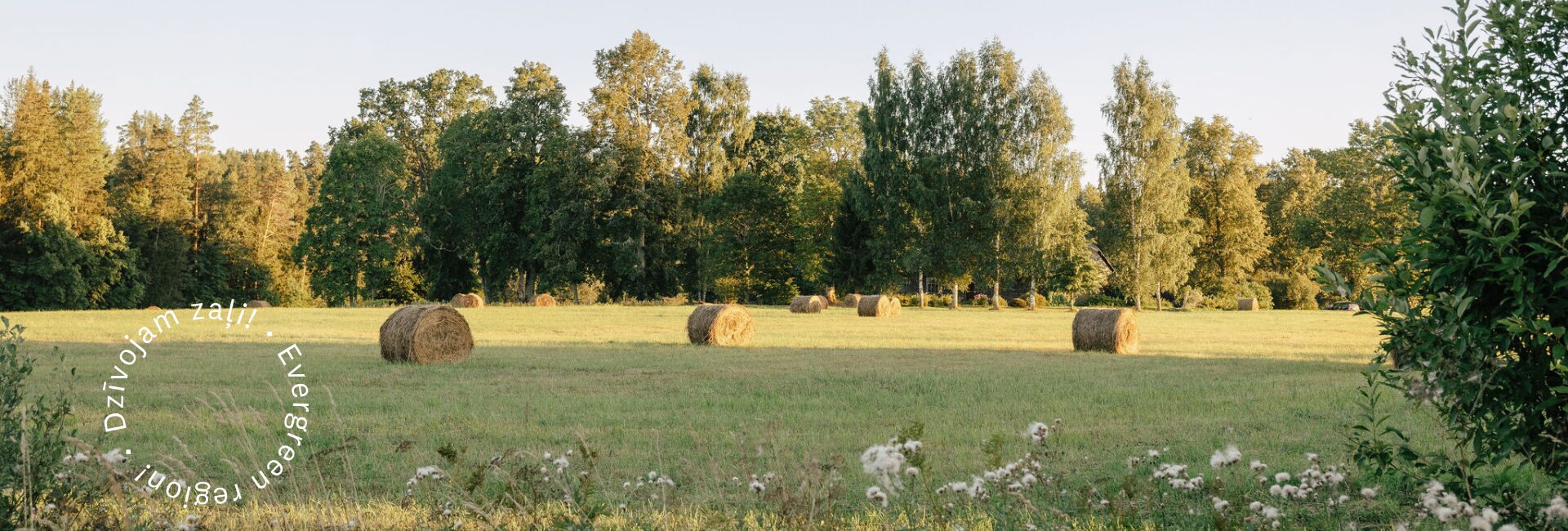 Pļava ar siena ruļļiem