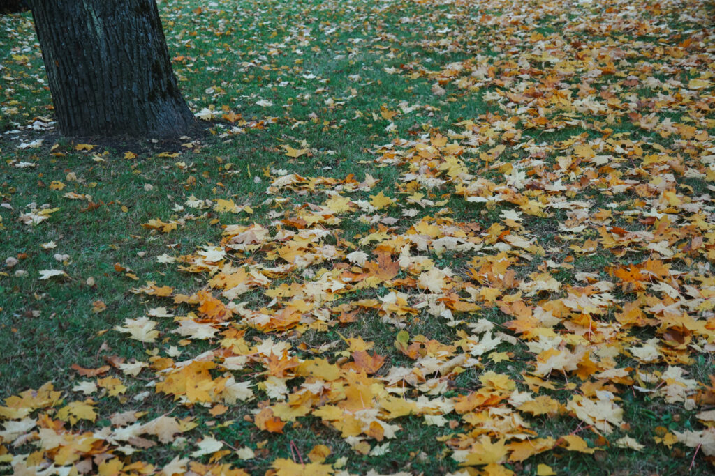 rudens lapas