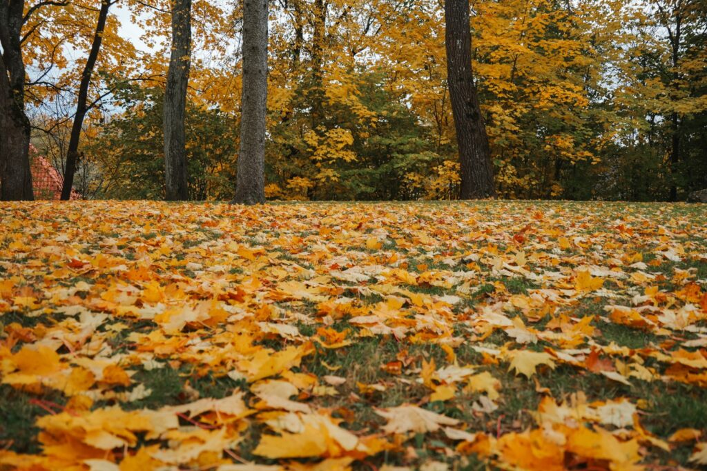 rudens lapas