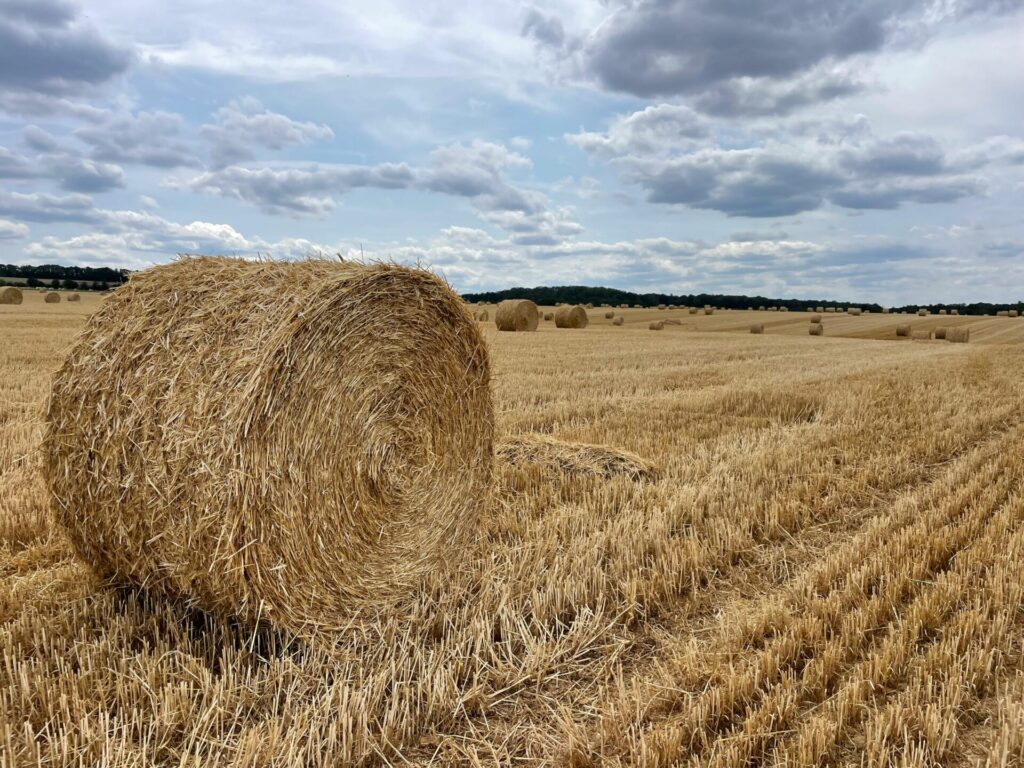 Nokults labības lauks
