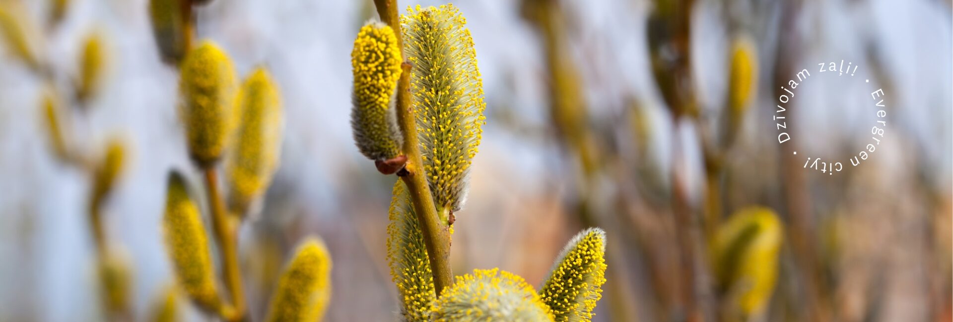 Ziedoši pūpoli un Valmieras novada sauklis 