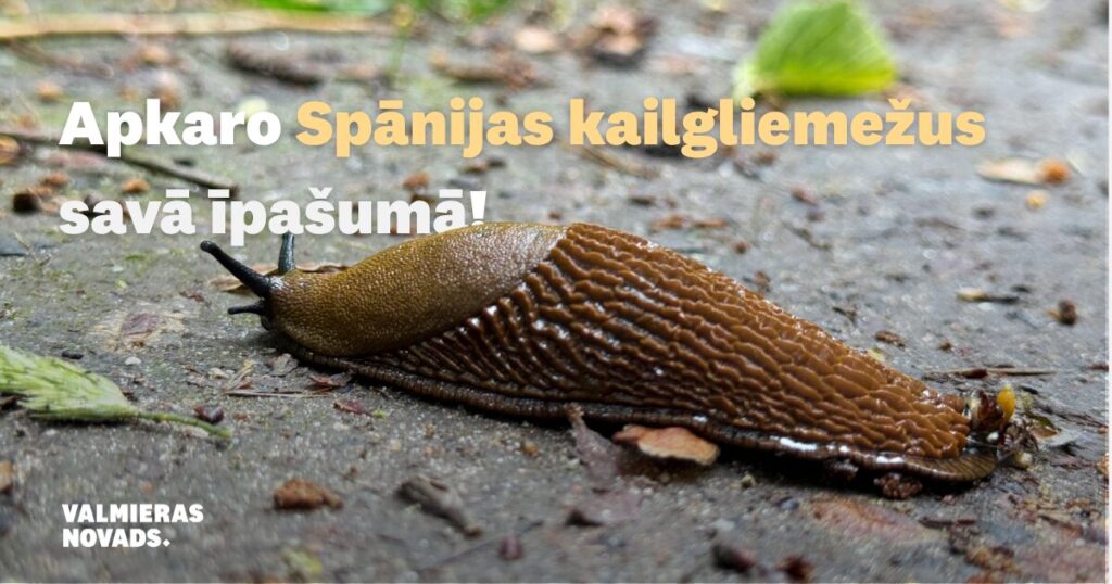 Apkaro spānijas kailgliemezi savā īpašumā