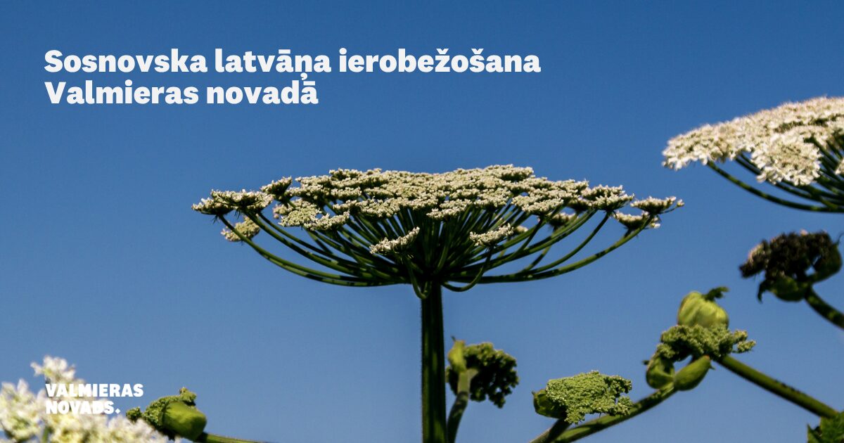 Sosnovska latvāņa ierobežošana Valmieras novadā