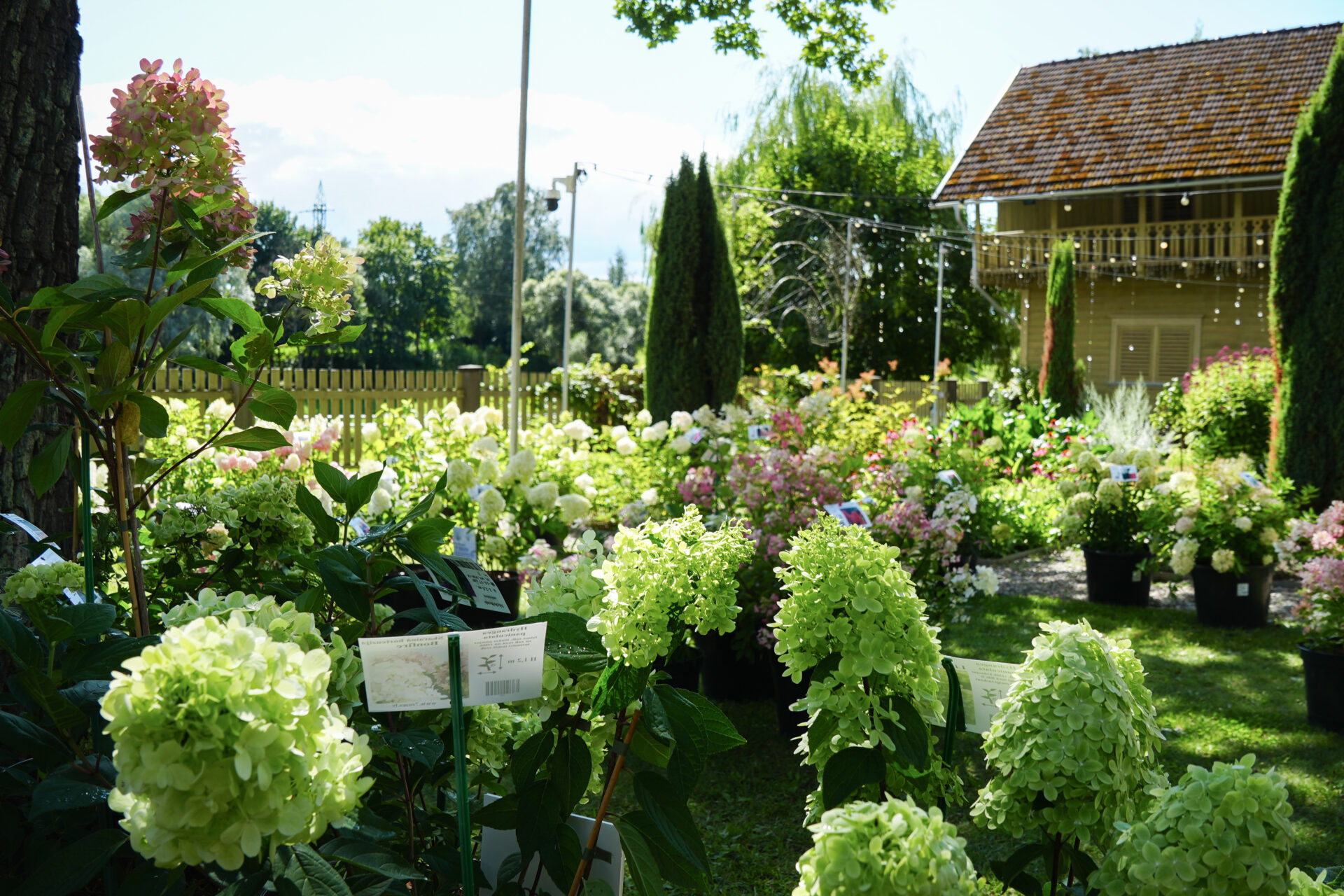 hortenzijas