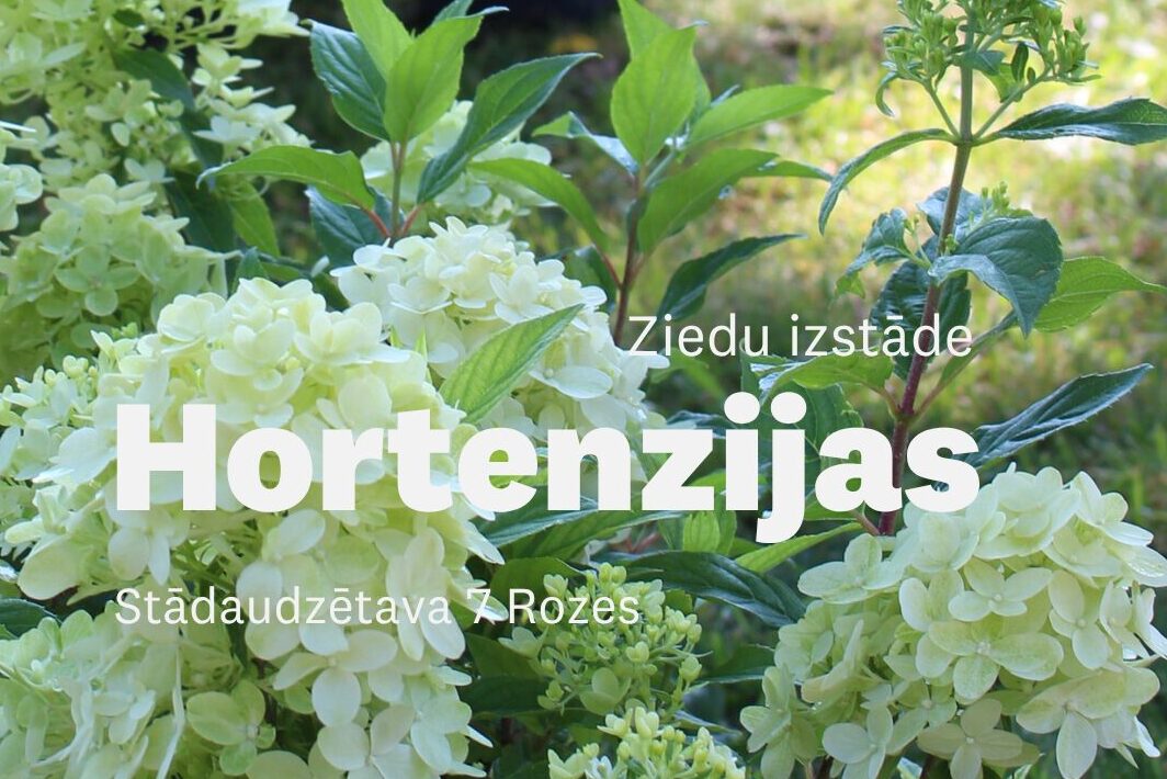 Afiša par ziedu izstādi